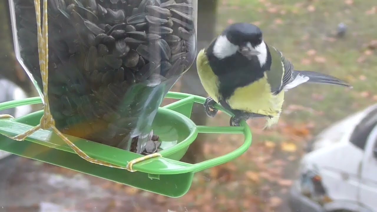 Птичкам так понравилась новая кормушка, что придётся нам теперь корм мешками покупать.