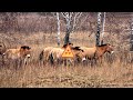 Chernobyl: Deer antlers shed