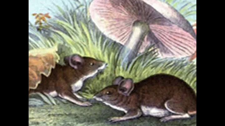 Whitefoot the Wood Mouse by Thornton W. BURGESS re...