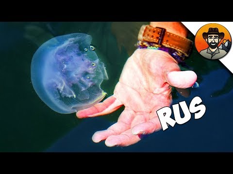 УЖАЛИЛА МЕДУЗА?! / Койот Питерсон на русском