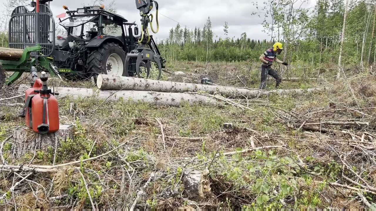 En stor gran har dukat under för vinden - kapar lastar och kör hem