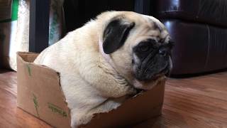 Adorable Pug sleeps in a box - Funny Animal Videos by TheKraftyPug 48 views 4 years ago 1 minute, 3 seconds