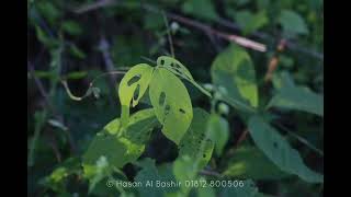 my artwork © Hasan al Bashir