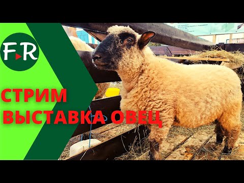 Племенная выставка овец. Стрим 27.05 в 11.00мск. Разные породы овец, которых разводят в России