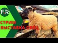 Племенная выставка овец. Стрим 27.05 в 11.00мск. Разные породы овец, которых разводят в России