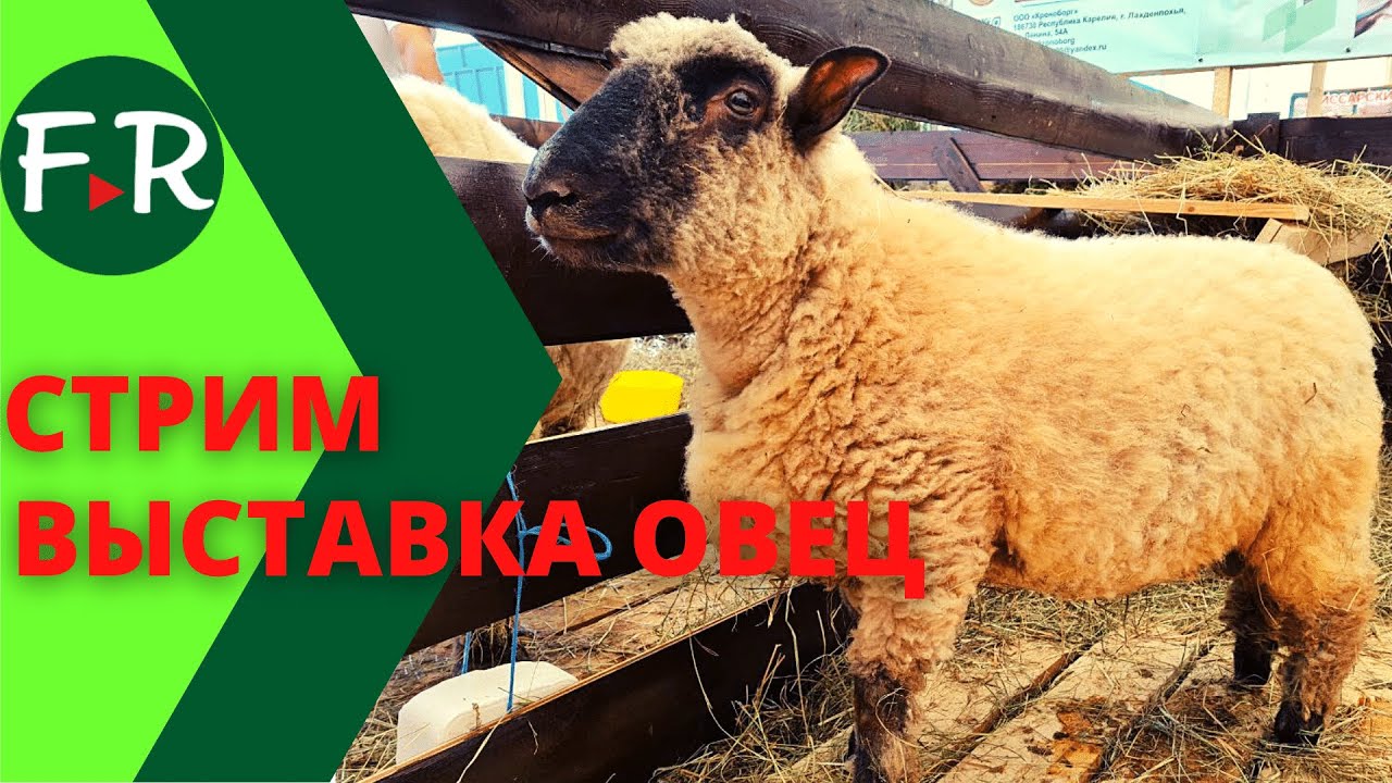 Племенная выставка овец. Стрим 27.05 в 11.00мск. Разные породы овец, которых разводят в России
