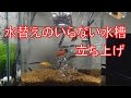 水替えのいらない水槽立ち上げ　【ブルカミア】