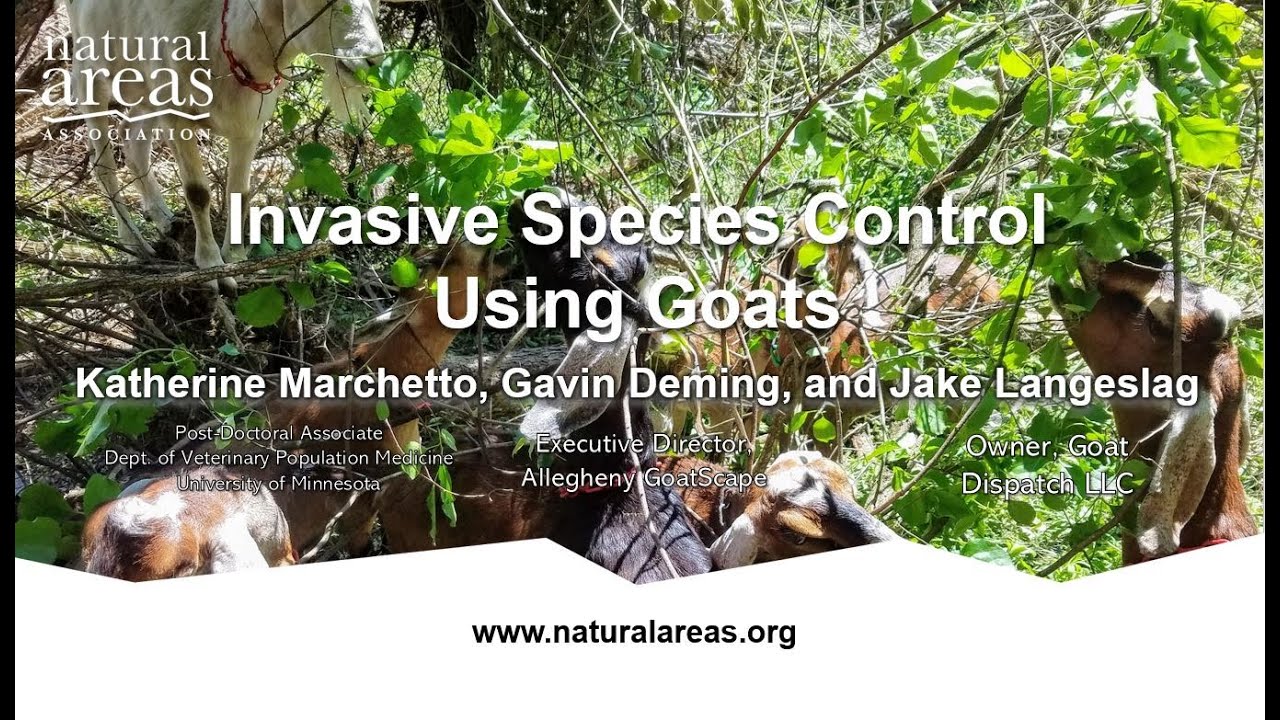 Invasive Species Control Using Goats