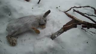 Newfoundland Rabbit Snaring and Boilup and other stuff Feb 28 2024 part 1