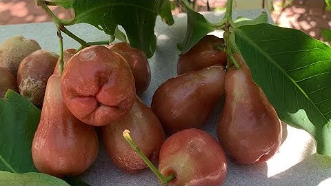 Cây mận quý hiếm ở Tây Úc