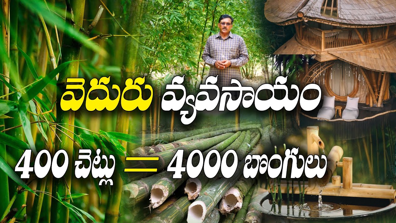 ఒకసారి నాటితే - రెండు తరాలకు ఆదాయం | Bamboo Cultivation | VG Venkateswarlu
