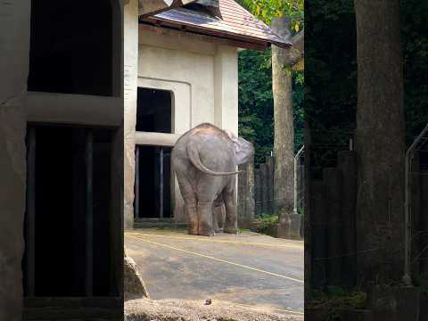 Video: Taipein eläintarhan vierailijaopas