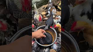 What Dya Reckons In This Bag Thats Got My Chickens So Dang Hungry?