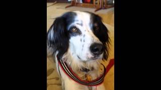 More treats on the nose! by ChampersandsTail 4 views 9 years ago 3 minutes, 25 seconds