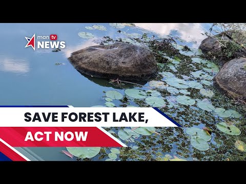 Saving Forest Lake: Residents Fight to Restore Brisbane’s Iconic Lake