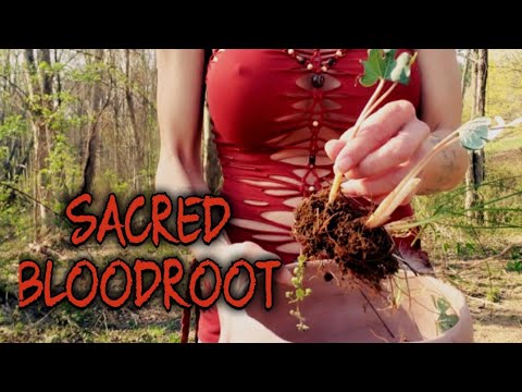 Video: Bloodroot