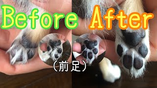 犬のお手入れ 動物看護師による足裏バリカン Youtube