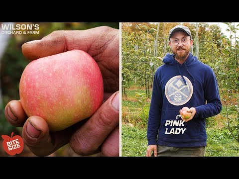 Video: Kas yra „Pink Lady“obuoliai: sužinokite apie „Pink Lady“obuolių auginimą