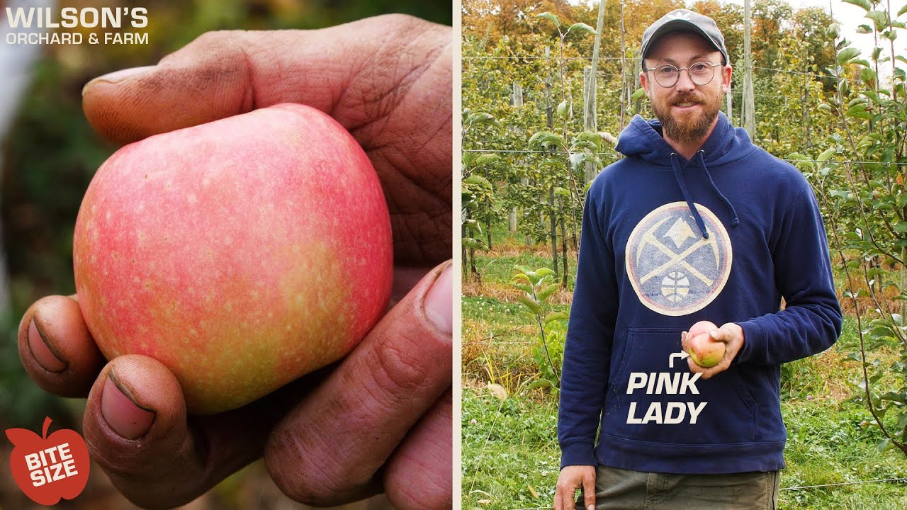 Pink Lady (Cripps Pink) Apples Bite Size YouTube