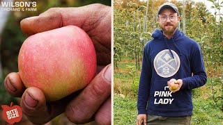 Pink Lady (Cripps Pink) Apples | Bite Size