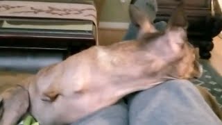 誰もこの犬を受け入れなかった。しかし3回目に返却されたとき、犬はついに家を見つけることができた