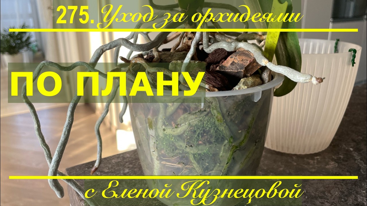 Горшок полон корней! ОНА возродилась после многолетней реанимации! Пора пересадить орхидею