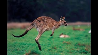 Saute, saute, gentil kangourou (chanson)