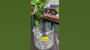 Hướng dẫn setup một bể cá truyền thống bằng chai nhựa trong nhà cực dễ #aquarium #tuanaquarium #fish