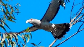 Cuckoo Paruh Saluran - Burung besar, suara besar