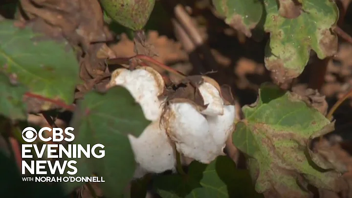 Extreme heat costs cotton farmers billions
