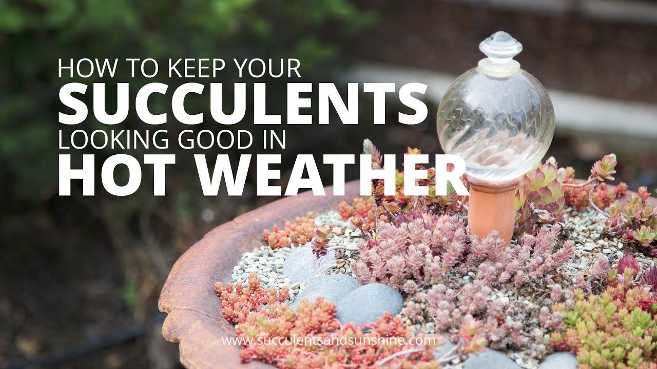 Succulent Sunburn and Too Much Heat | Succulents and Sunshine