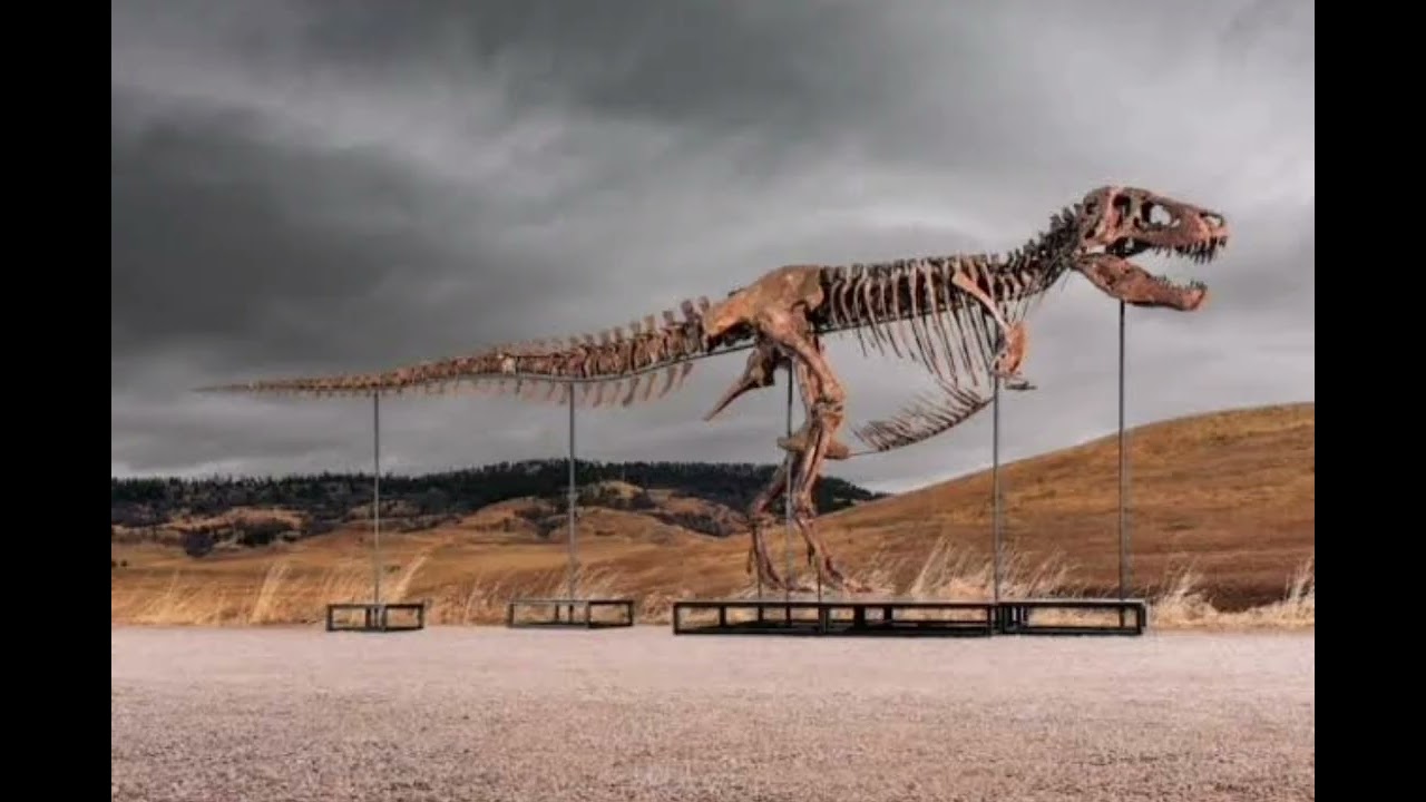 🦖💰A record-breaking $55 million! T. rex skeleton sold at