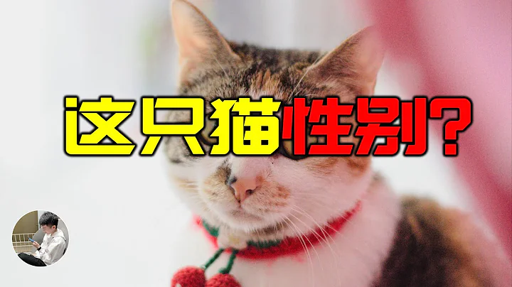 猫咪性别背后不为人知的遗传学秘密，我家猫已经成了煤气罐了。 - 天天要闻