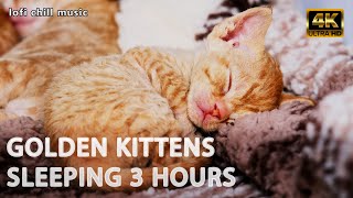 Sleeping Kittens Devon Rex. Cute Cat Sleeping 3 hours. Lofi Music for cats