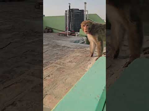#Jio Fibe cable. वानर की मस्ती | #funny fit monkey