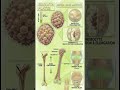 Why Children Grow So Fast | The Hormones Cells and Growth Plates Working Together | Shocking Truth