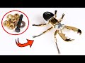 How to Forging a combat insects from metal (Dorcus Titanus)