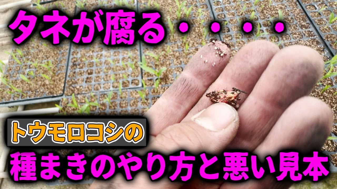 【トウモロコシ】タネが腐る・・発芽不良をおこさないための育苗