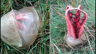 Eğer Evinizin Yakınında Bunu Görürseniz, Hemen Yardım İsteyin.