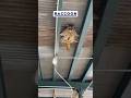 Raccoon 🦝 Mischief: From Ceilings to Trash Cans! #nature #wildlife #raccoon