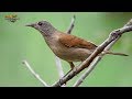 O CANTO DA SABIÁ BARRANCO ou Sabiá PARDA (Turdus leucomelas)