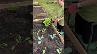 Best way to plant your cold weather collards, cabbage and other plants.  Best gardening tips