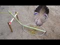 Creative bird trap  minute experiment bird trap make from bamboo vs wood vs rubber