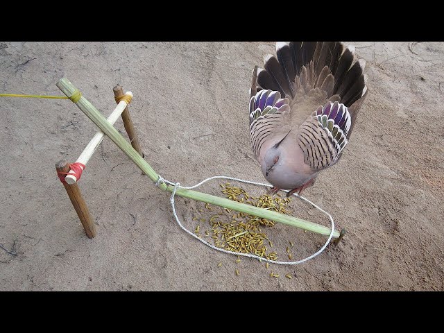 Creative Bird Trap - Minute Experiment Bird Trap Make From Bamboo Vs Wood Vs Rubber class=