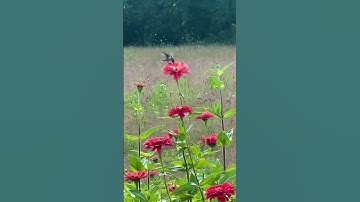 Hummingbird sound #nature #hummingbird  #shorts #tranding #viralvideo #new #bird #flowers#shortvideo