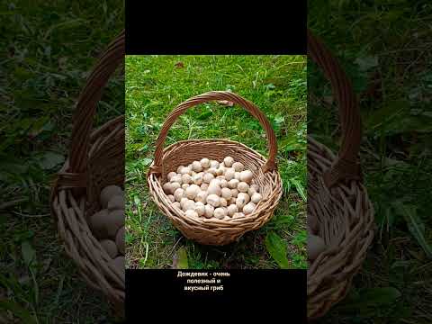 Дождевик грушевидный необыкновенно вкусный и полезный гриб. #грибы #интересныегрибы #необычныегрибы