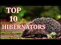 THE TOP 10 HIBERNATORS | ANIMAL GLOBE