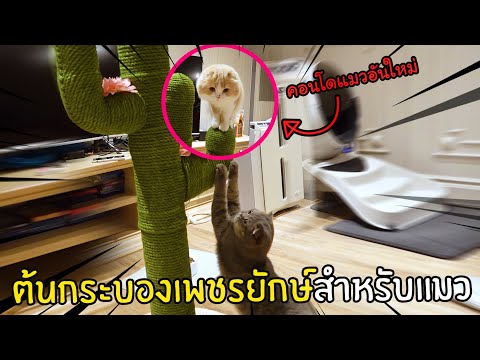คอนโดแมวต้นกระบองเพชรยักษ์