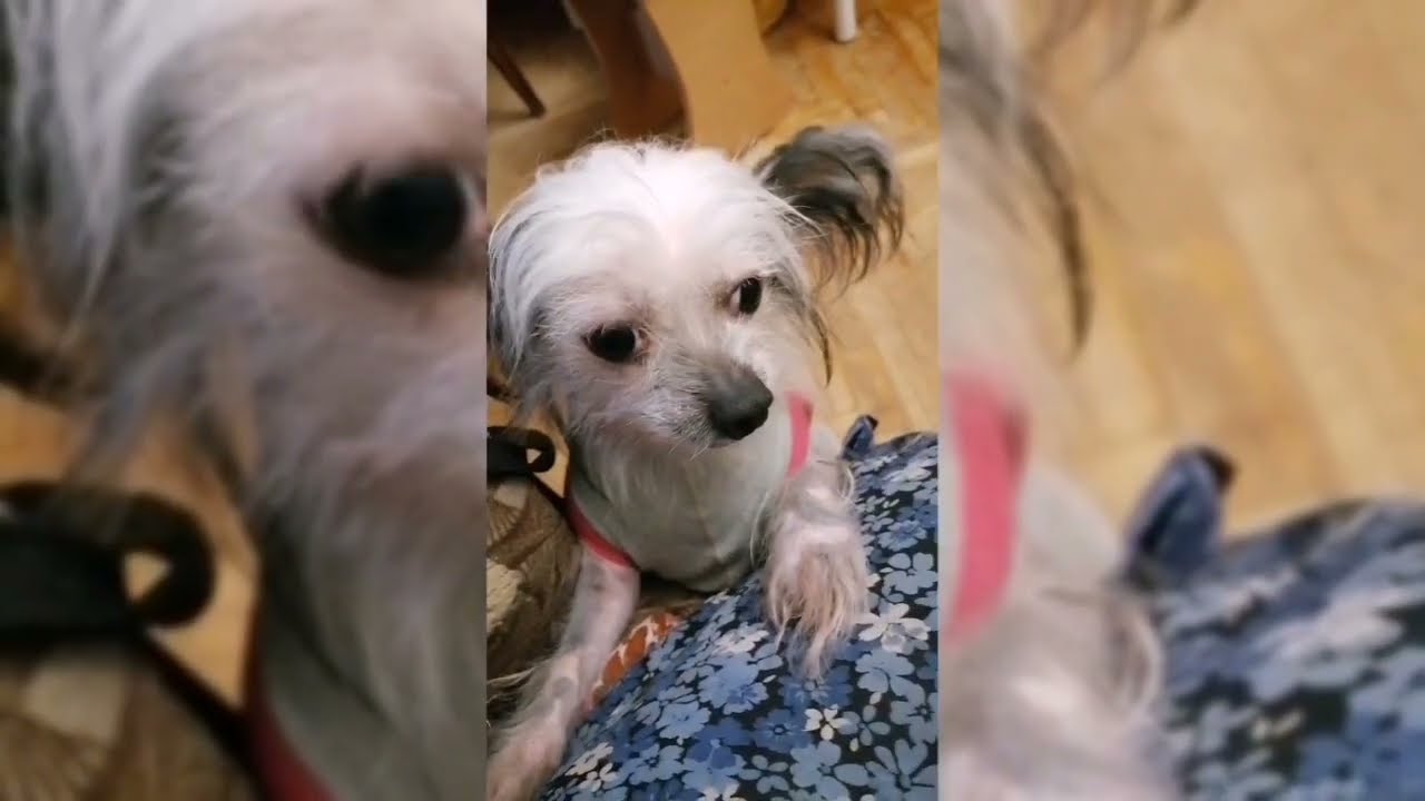 Пошив одежды для собак. Раскрой кофты для собаки.