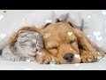 Relaxing sleep music for puppies  calm and relax your dog  soothing lullaby for dogs